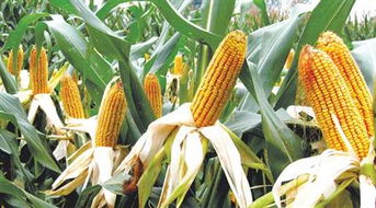 梯田 土地资源 夏玉米如何种植能高产 请介绍方法 供应 玉米种 德州仓盛农化...