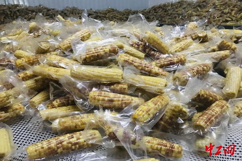 普洱宁洱县 订单玉米 助农脱贫