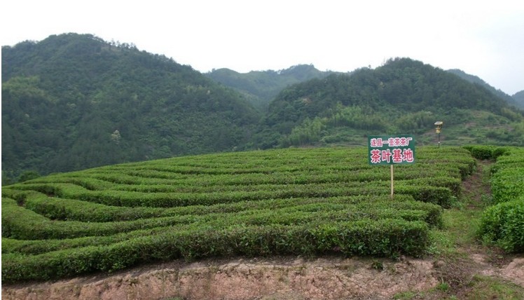 散装茶叶碧螺春绿茶清香味 招商代理 食品饮料代理加盟 找项目 中国网库 帮助所有企业做成网上的B2B生意